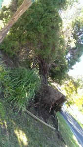 Fallen pine with root ball