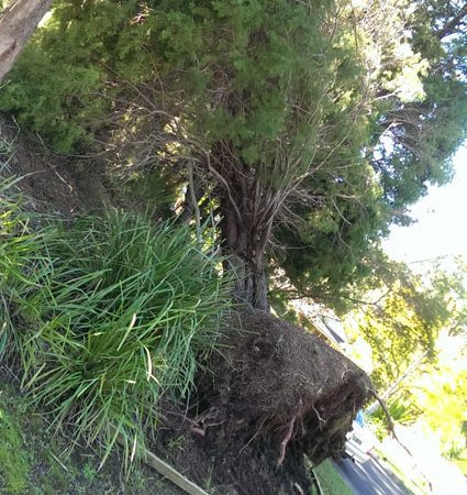 Fallen pine with root ball