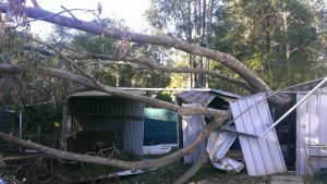 Fallen tree over small shed