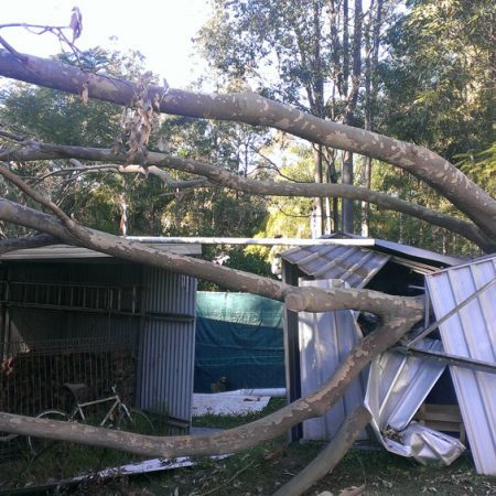 Fallen tree over small shed