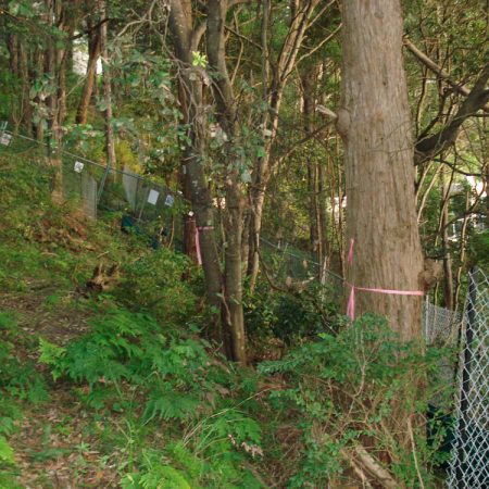 Part of sloping site with marked trees to be removed