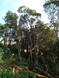 Another tree being removed on sloping site