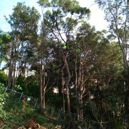 Another tree being removed on sloping site