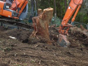 Time to get the stumps out