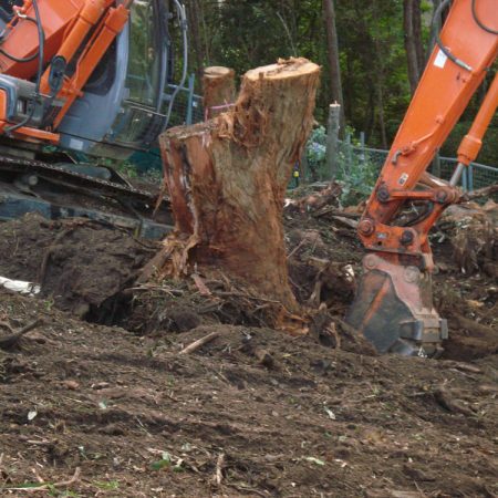 Time to get the stumps out