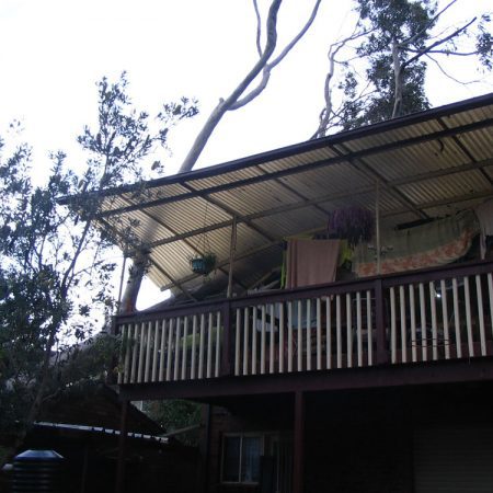 Large fallen gum over rear verandah