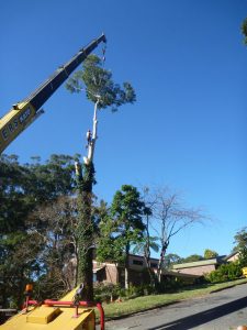 Last of canopy to go