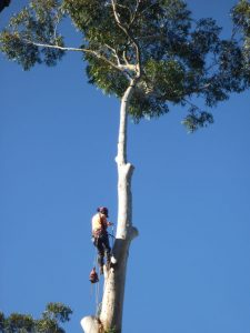 Ready to remove head