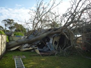 Large Coral tree on shed