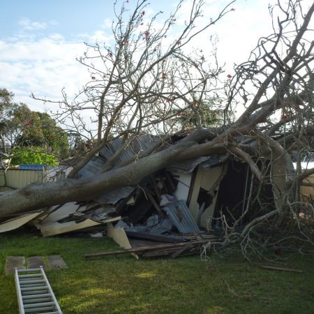 Large Coral tree on shed