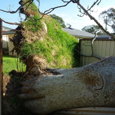 Large uprooted section