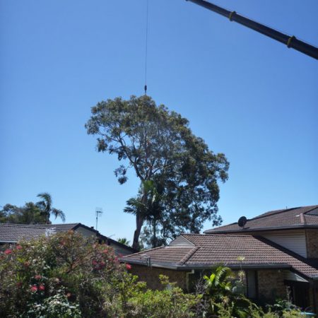 Peeling away the canopy