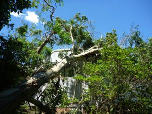 Large gum tree branch onto side of house