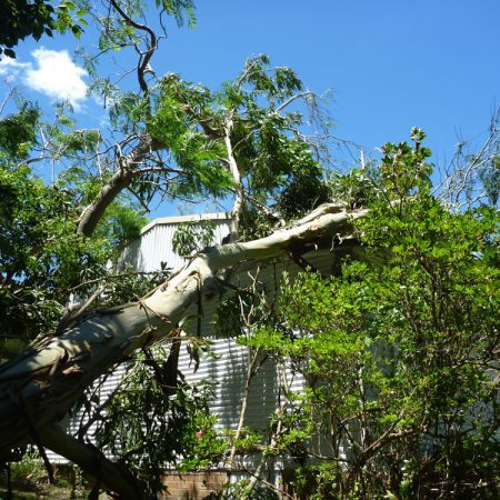 Large gum tree branch onto side of house
