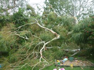 Well that made a mess of the back yard