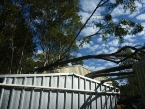 Fallen tree over large shed