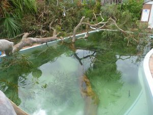 The pool will definitely need cleaning after this