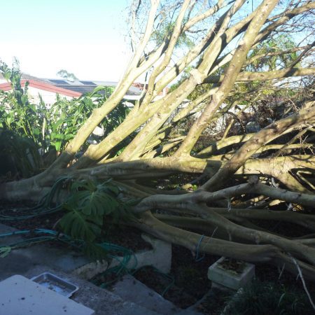 Fallen Coral tree covering whole backyard