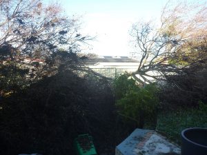 Fallen trees RHS backyard