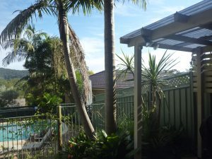 Two palms to be removed near pool