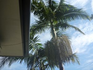 Top of palms