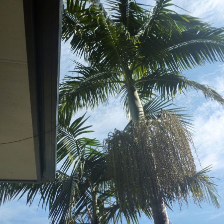 Top of palms