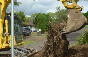 Getting rid of the root ball