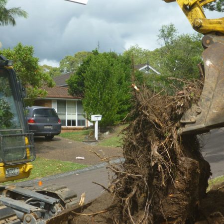 Getting rid of the root ball