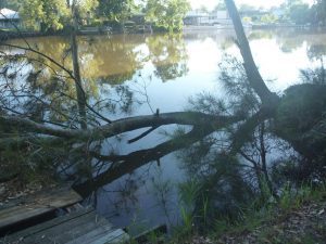 Crown Lands work - Fallen tree at Chittaway Point