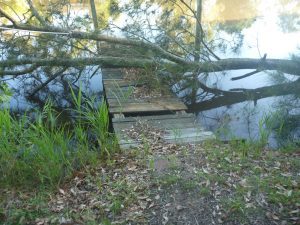 Fallen tree across pontoon