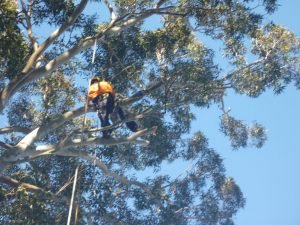 Spikeless pruning