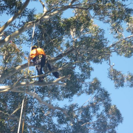 Spikeless pruning