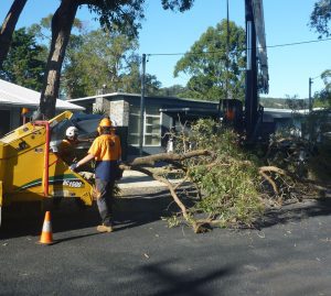 Chipping the first branches