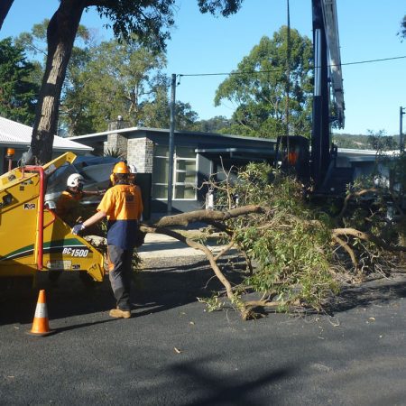 Chipping the first branches