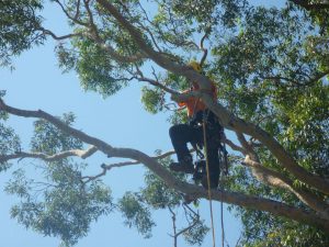 Out on a limb