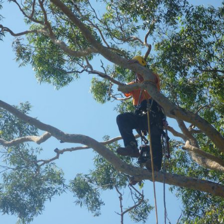 Out on a limb