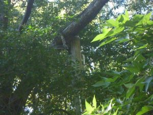 Fallen tree on power pole