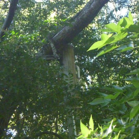 Fallen tree on power pole