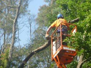 Cutting fallen tree away from power pole