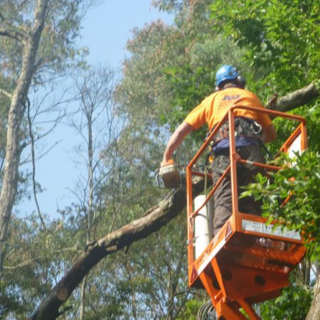 Cutting fallen tree away from power pole
