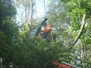 Cutting fallen tree away from power pole