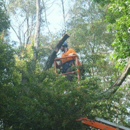 Cutting fallen tree away from power pole