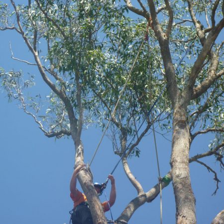 Reducing canopy