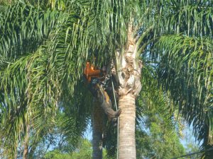 Tackling those first fronds
