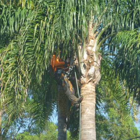 Tackling those first fronds