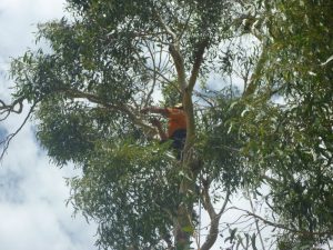 In the thick of the canopy