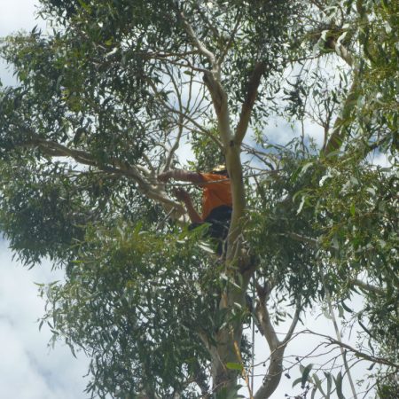 In the thick of the canopy