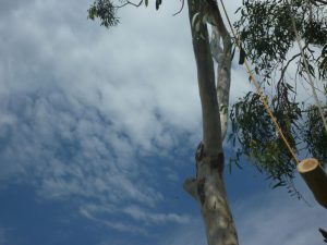 Lowering down the branches