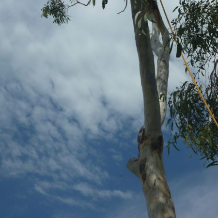 Lowering down the branches