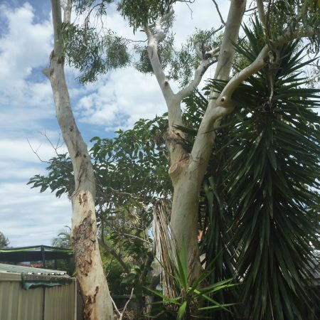 Overhanging branches over fence gone